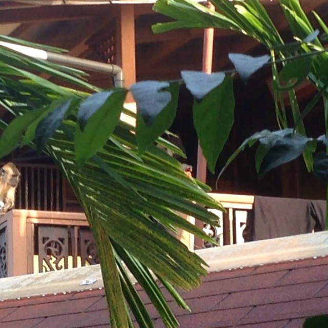 927459_1477091359223658_226636001_n